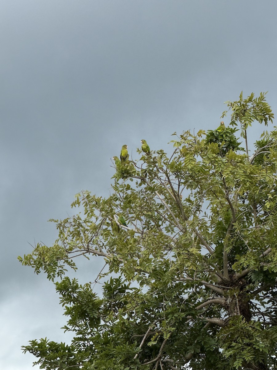 メキシコインコ - ML638043747