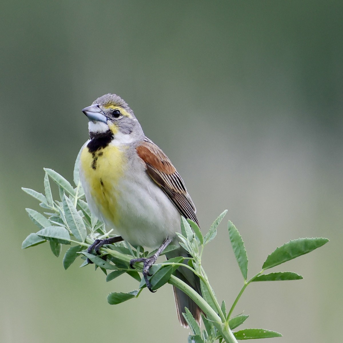 Dickcissel - ML638043751