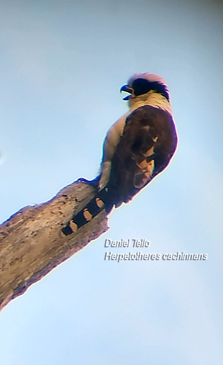 sokolec volavý - ML638043758