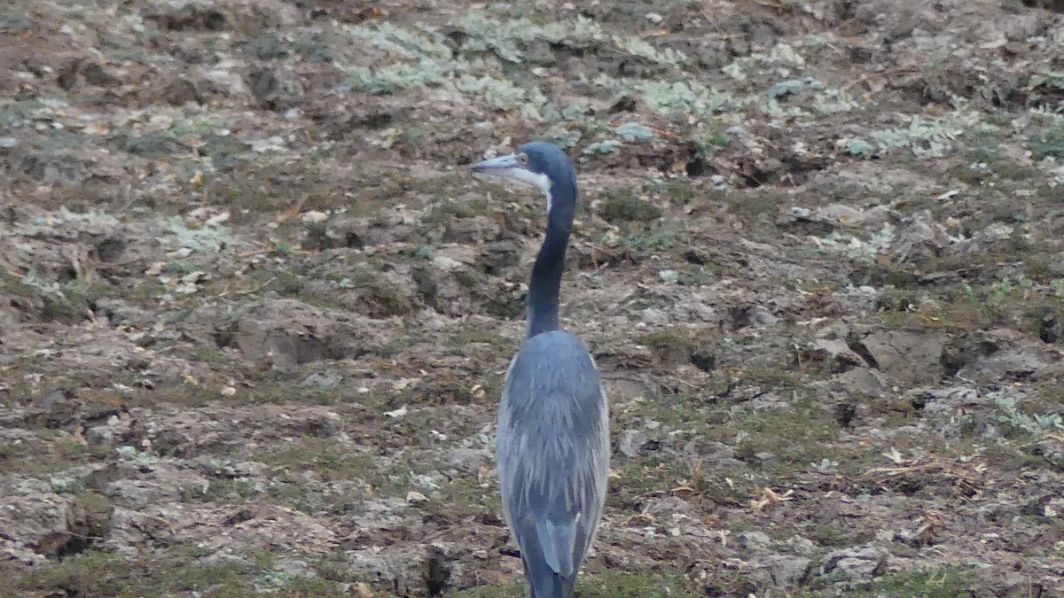 Black-headed Heron - ML638043764