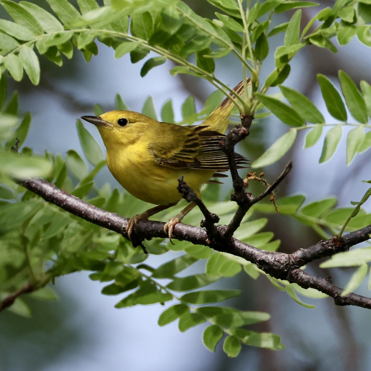 Yellow Warbler - ML638043779