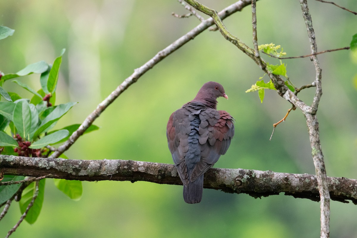 Red-billed Pigeon - ML638043848