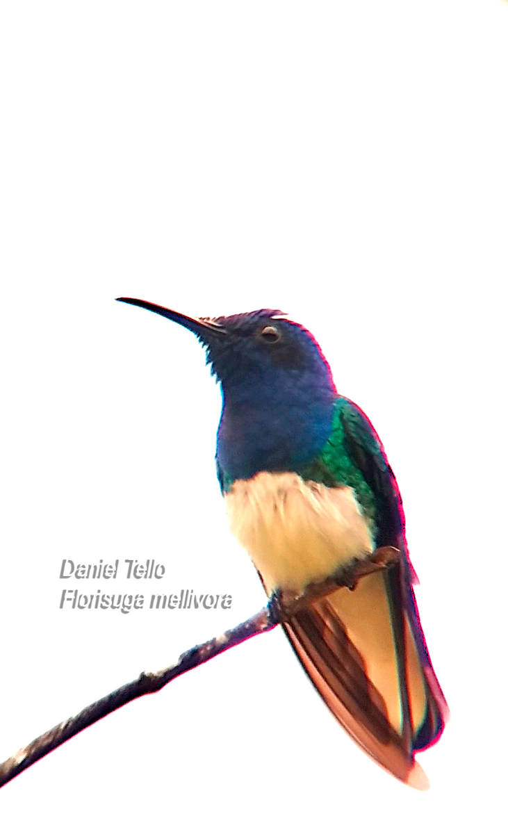 kolibřík bělokrký - ML638043854