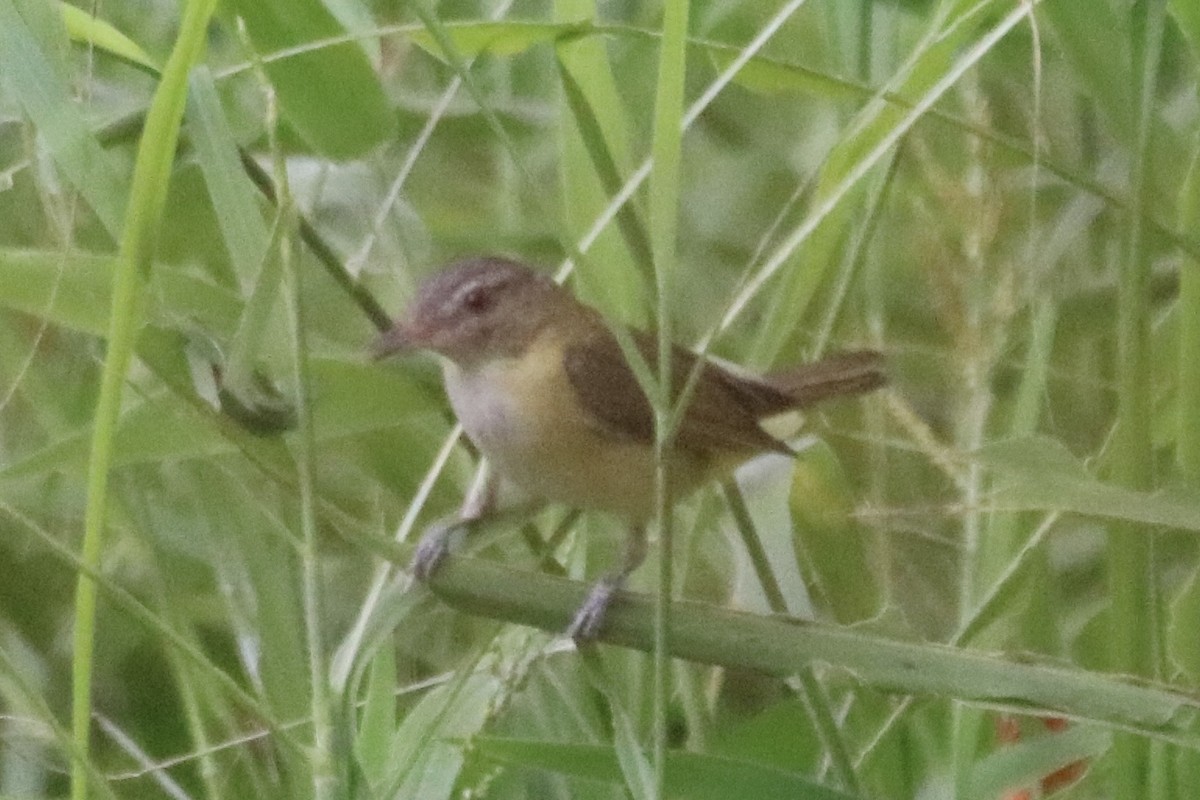 Sarı Böğürlü Vireo - ML638043894