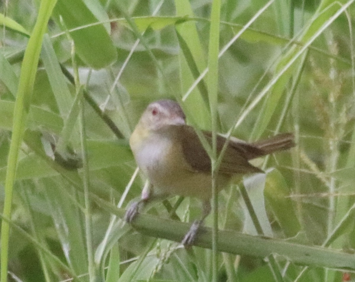 Sarı Böğürlü Vireo - ML638043895