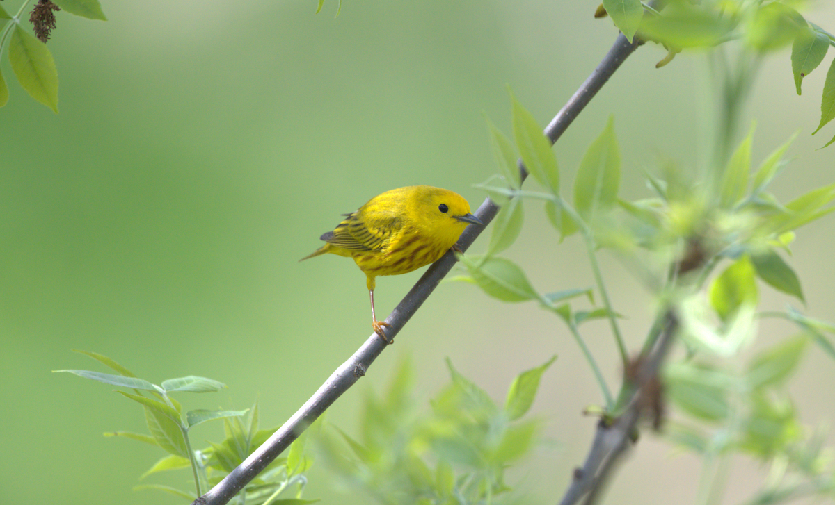 Northern Yellow Warbler - ML638043928