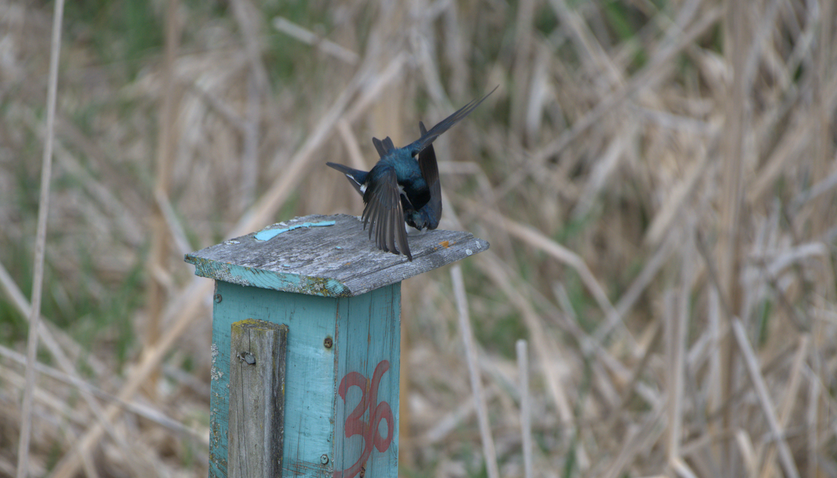Tree Swallow - ML638043937