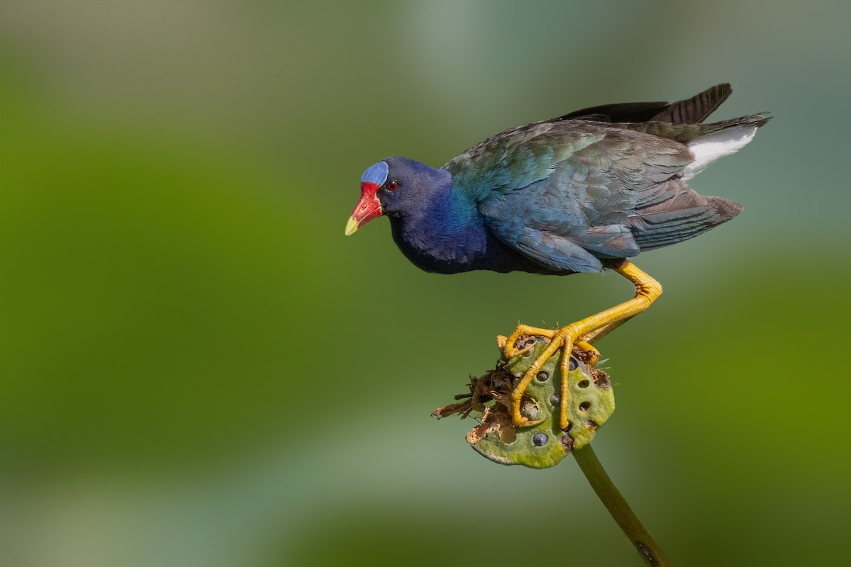 Purple Gallinule - ML638043962