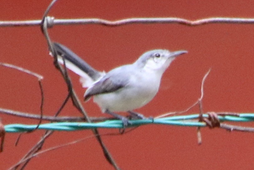 White-lored Gnatcatcher - ML638043963
