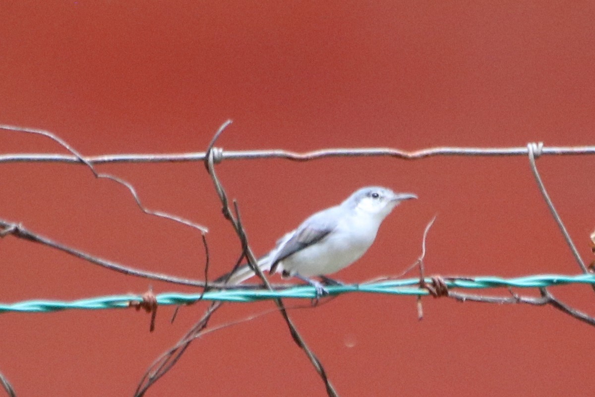 White-lored Gnatcatcher - ML638043964