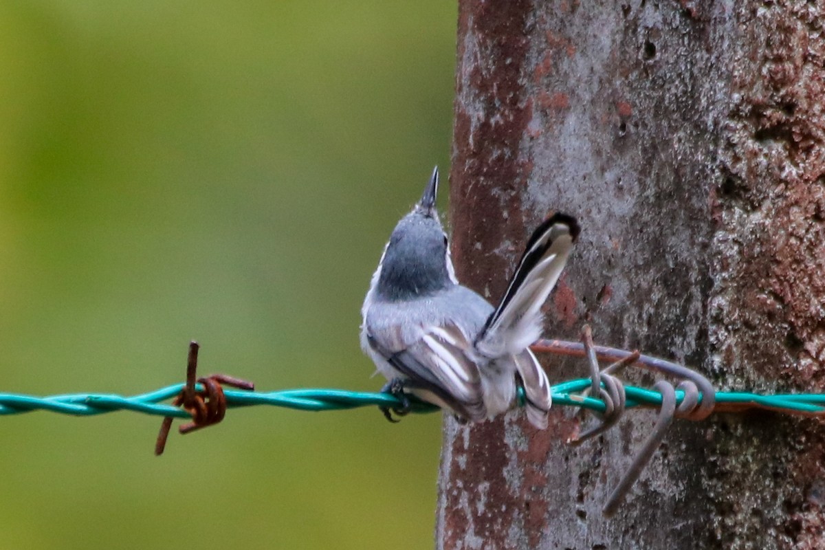 White-lored Gnatcatcher - ML638043965