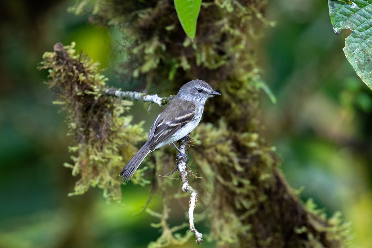 Mouse-gray Flycatcher - ML638043970