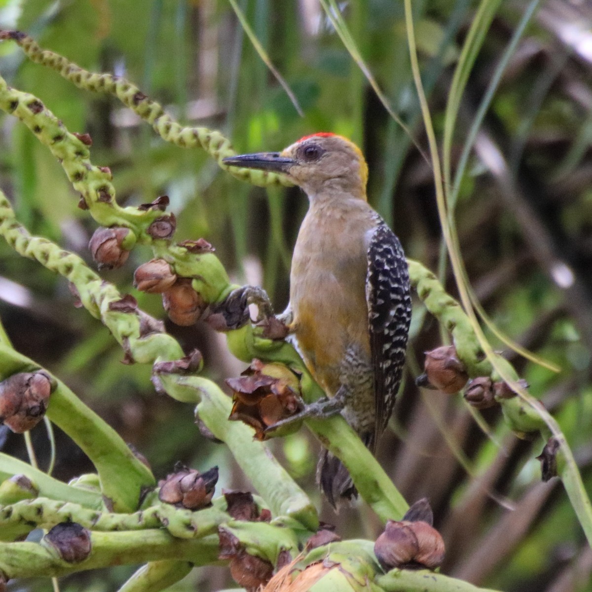 Hoffmann's Woodpecker - ML638043977