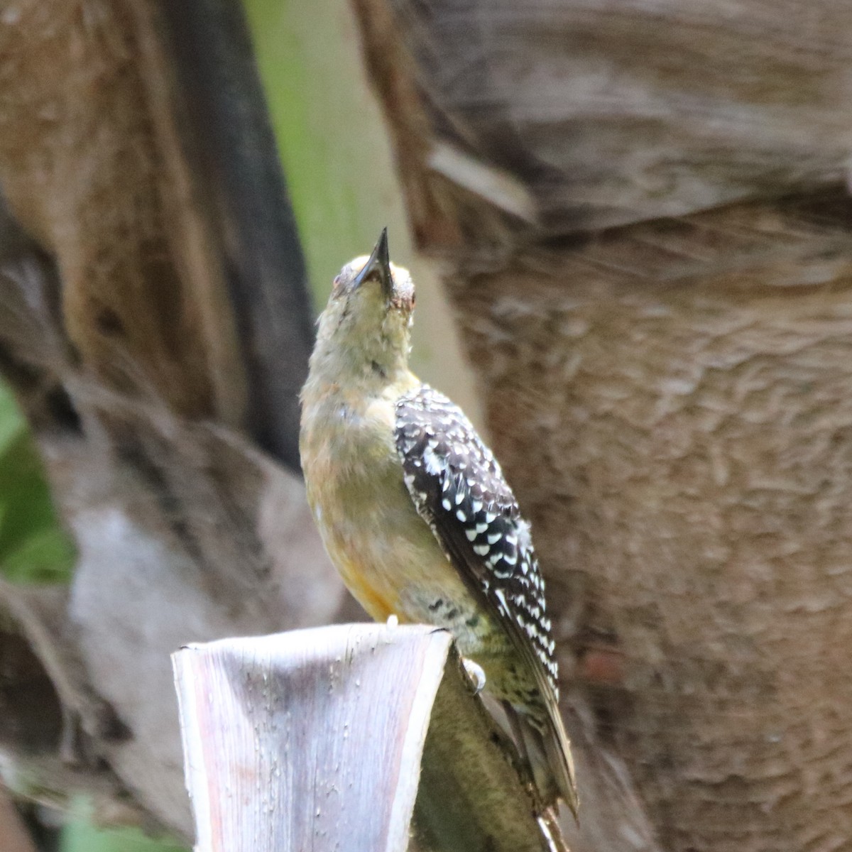 Hoffmann's Woodpecker - ML638043978