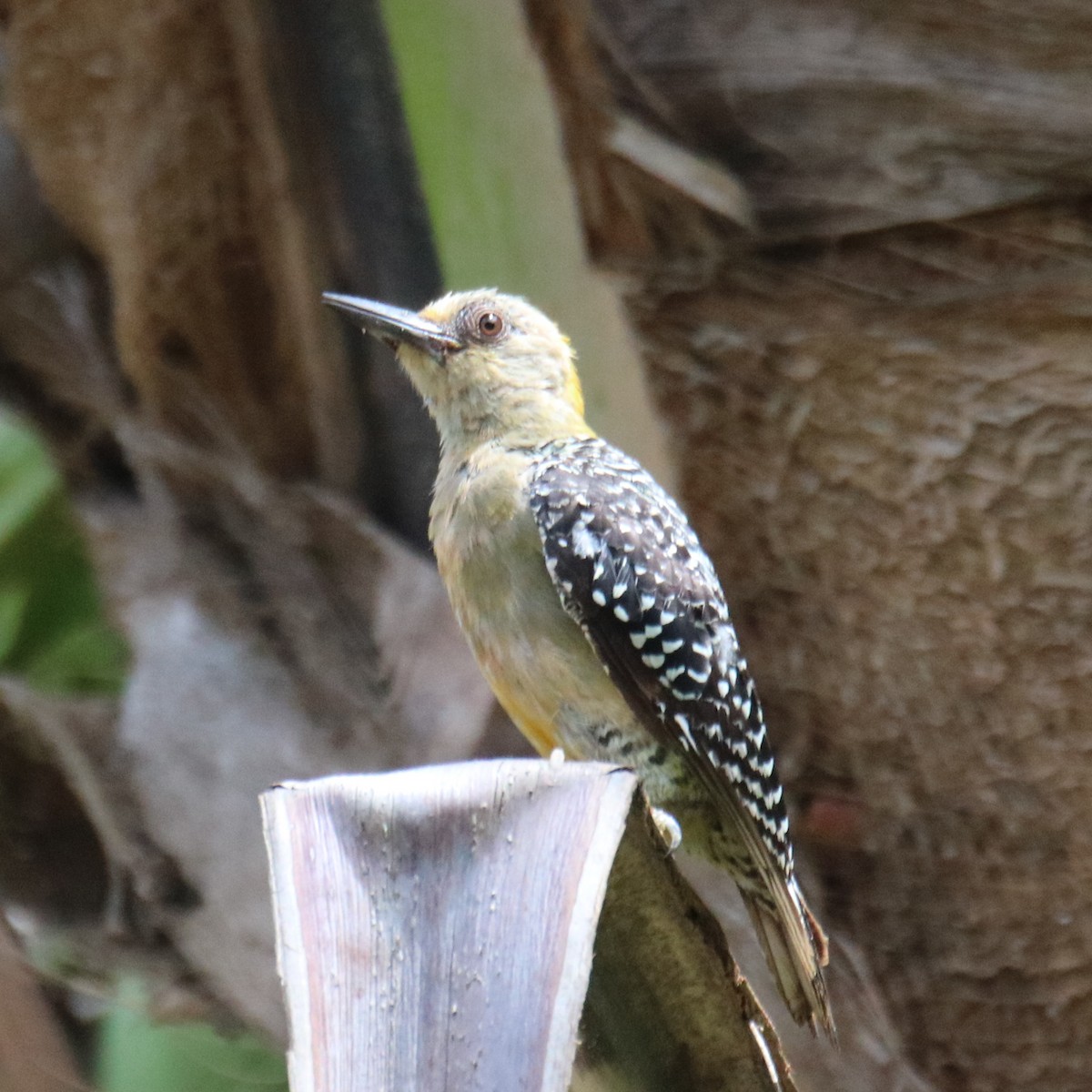 Hoffmann's Woodpecker - ML638043979