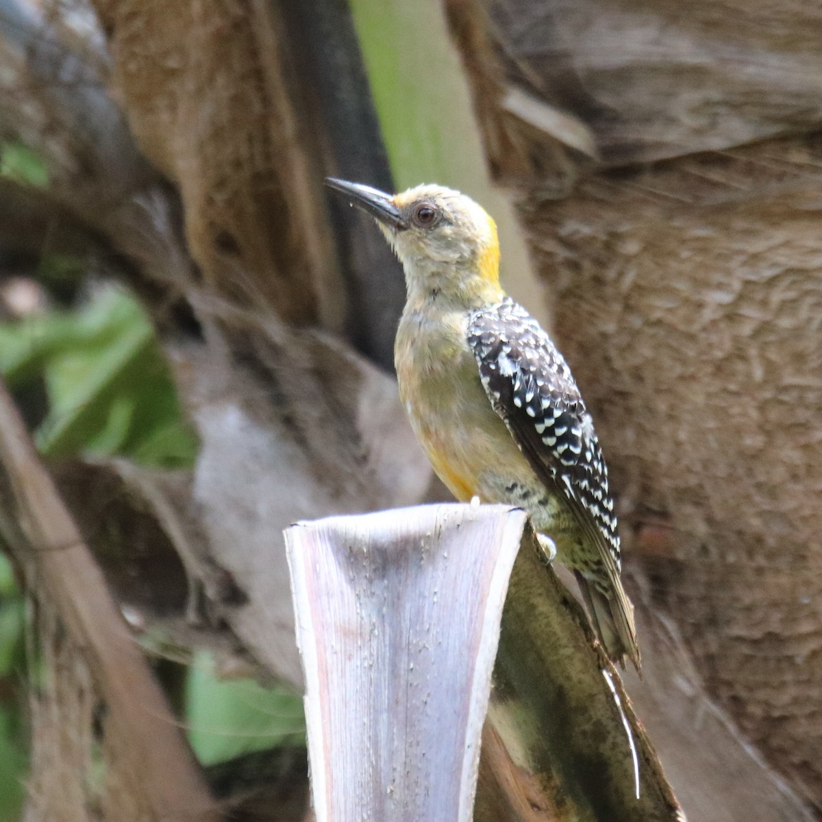 Hoffmann's Woodpecker - ML638043980
