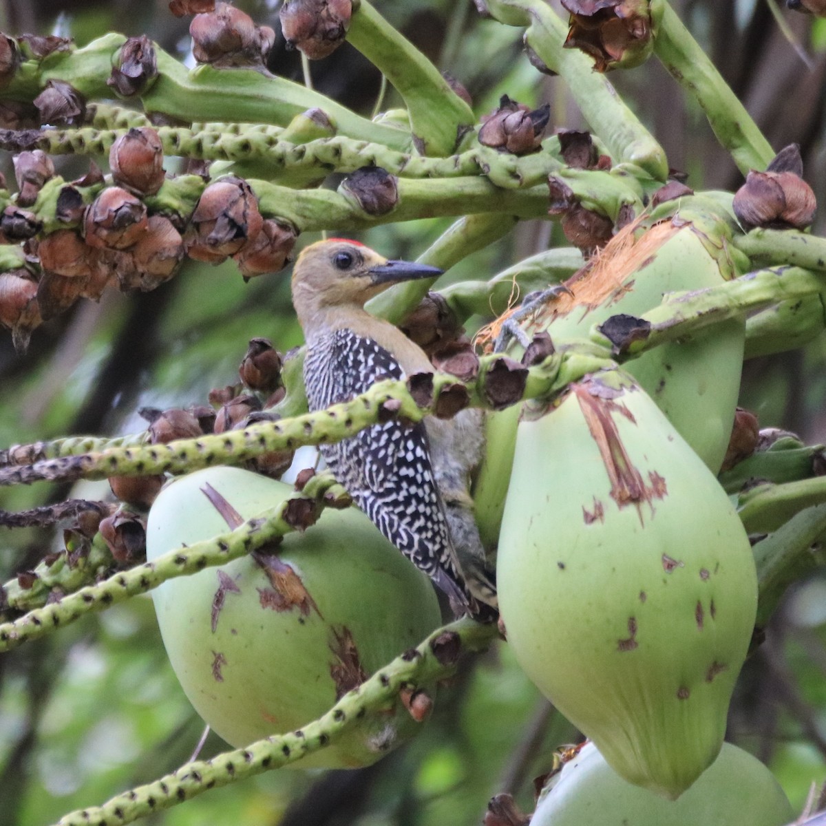 Hoffmann's Woodpecker - ML638043981