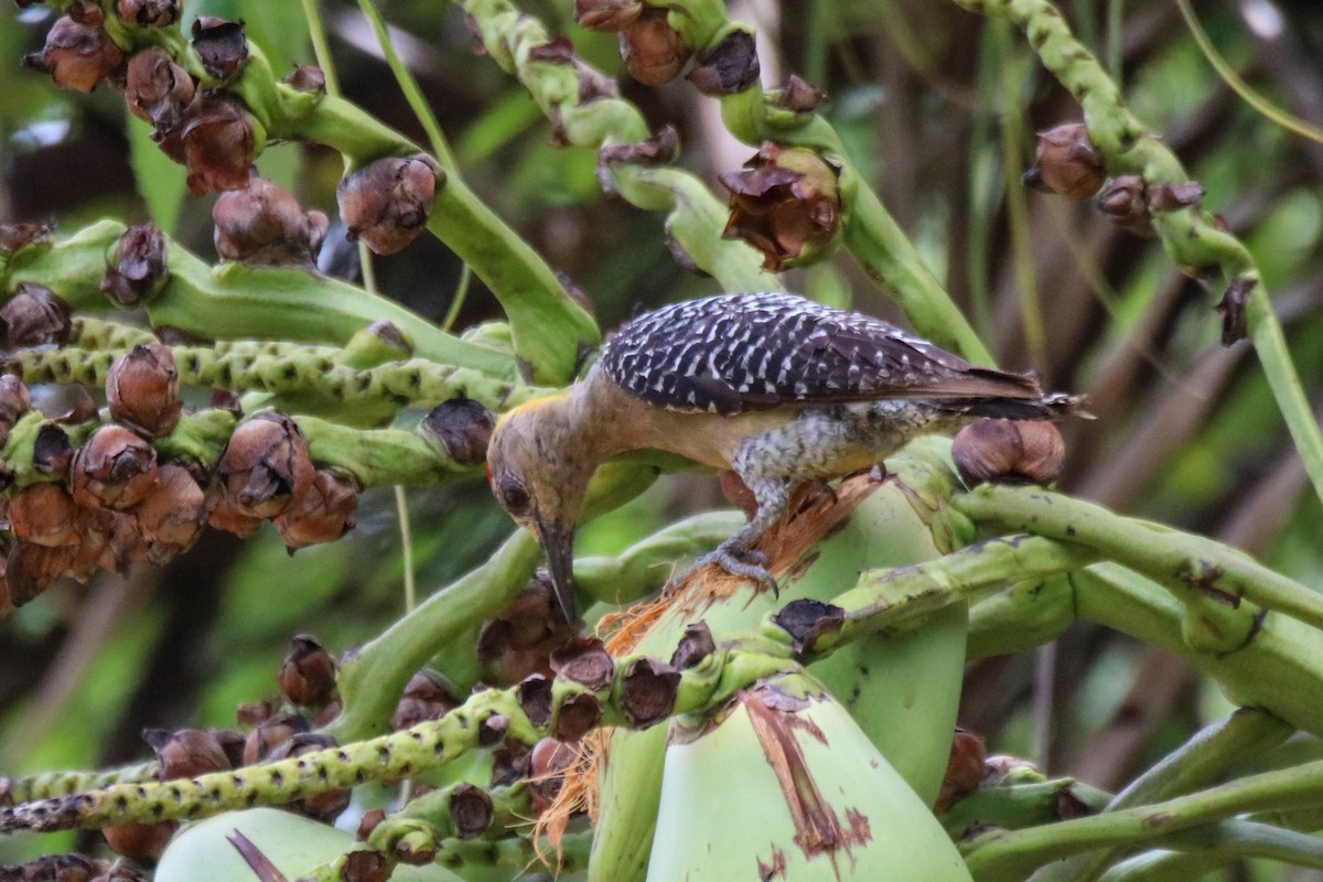 Hoffmann's Woodpecker - ML638043982