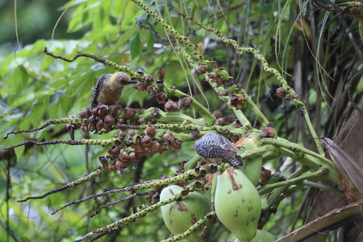 Hoffmann's Woodpecker - ML638043983