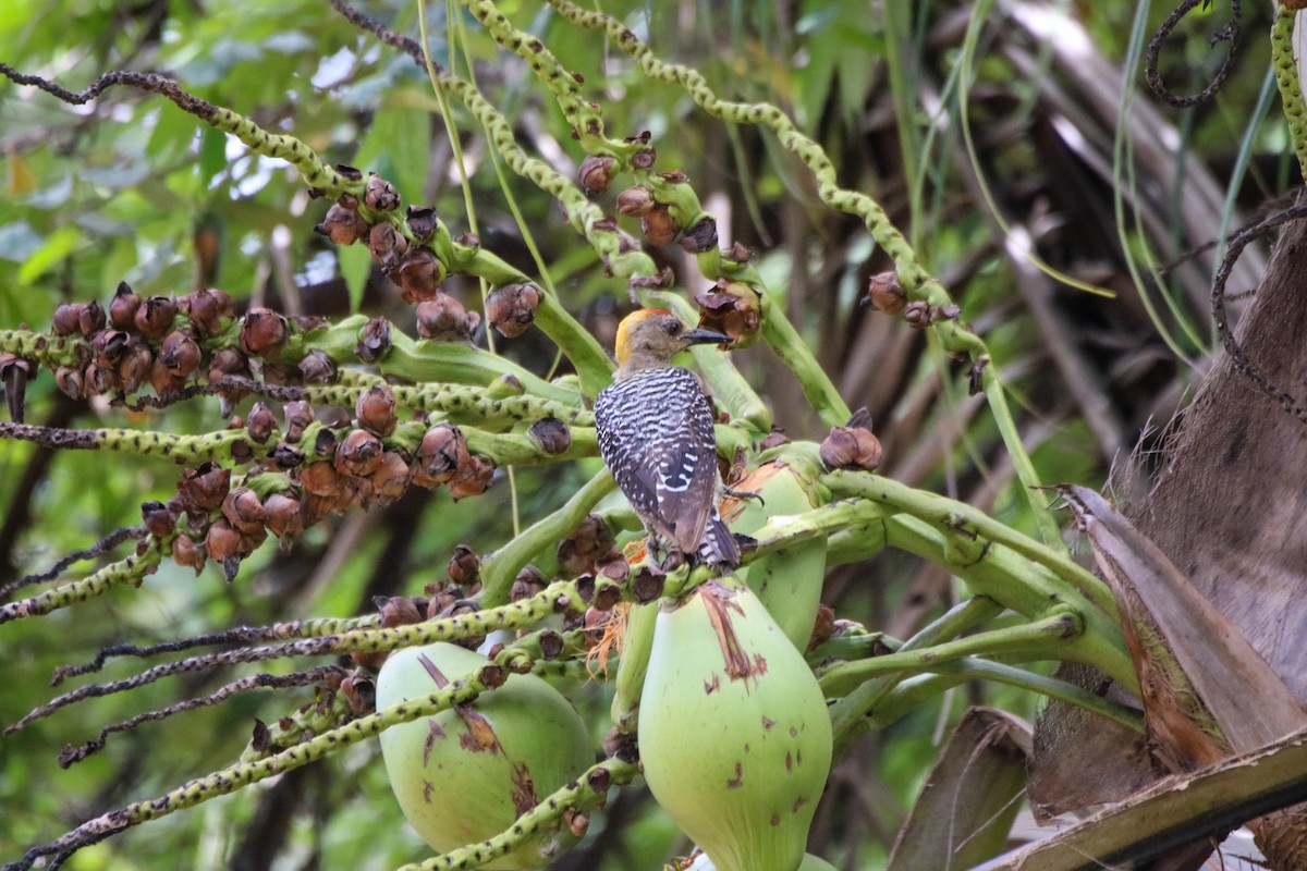 Hoffmann's Woodpecker - ML638043986