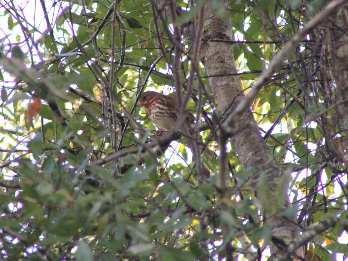Fox Sparrow - ML638043993