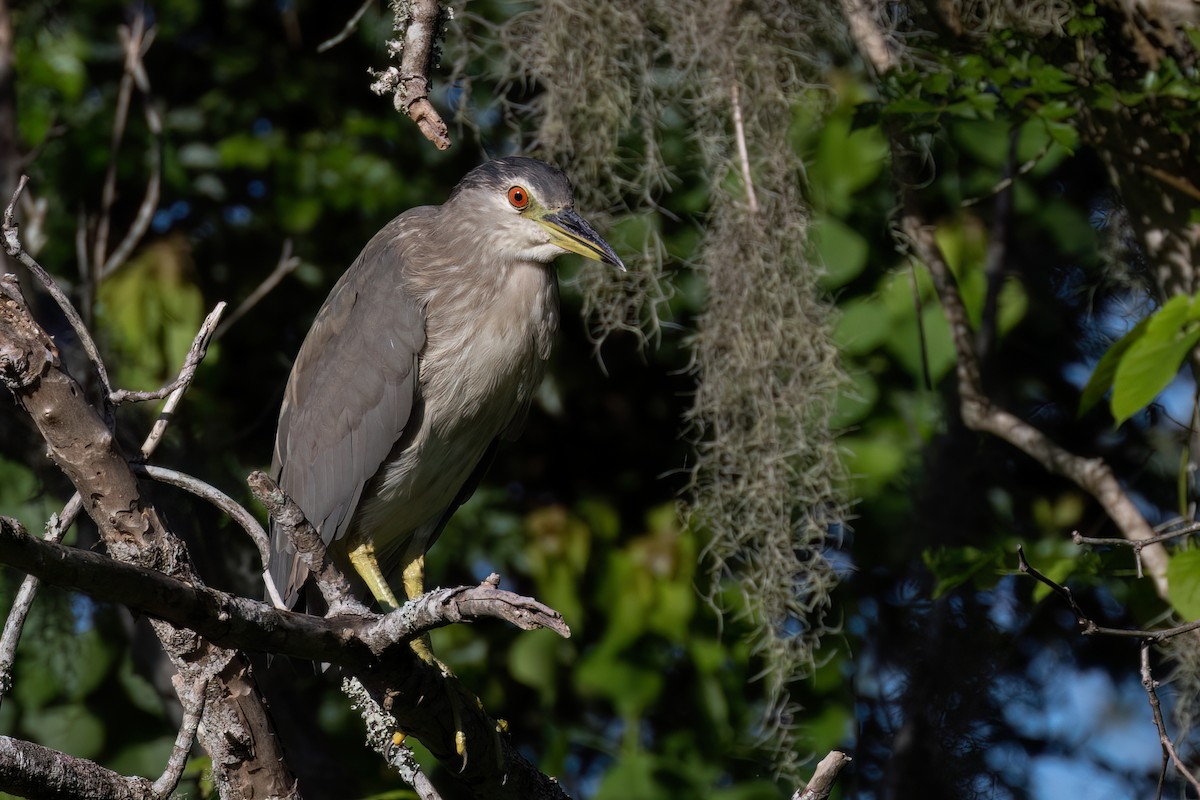 Black-crowned Night Heron - ML638044000