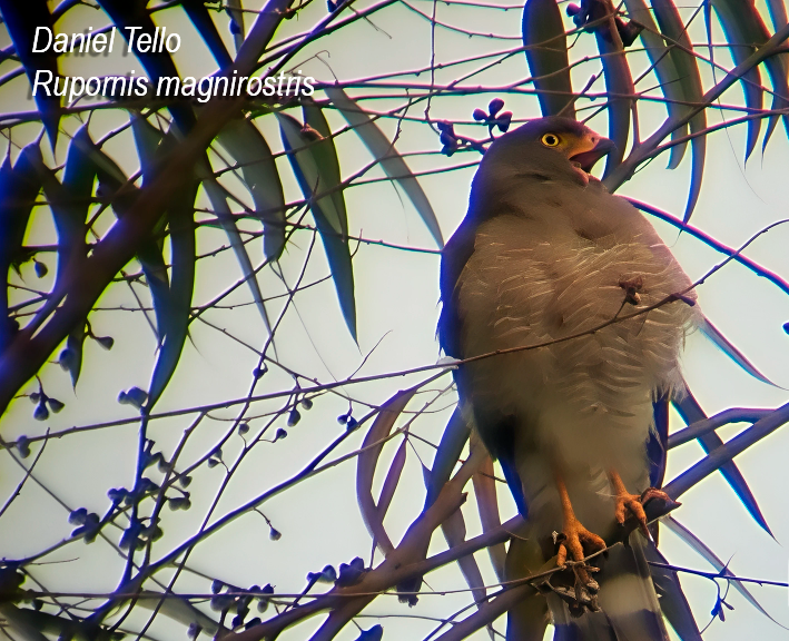 káně krahujová - ML638044006