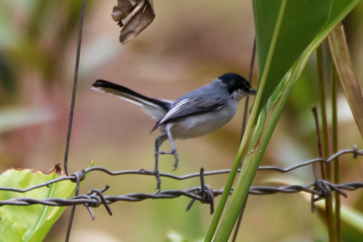 White-lored Gnatcatcher - ML638044009