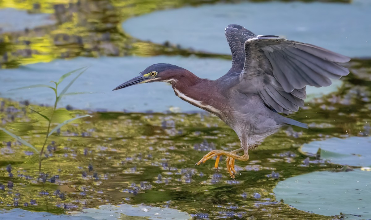 Green Heron - ML638044016