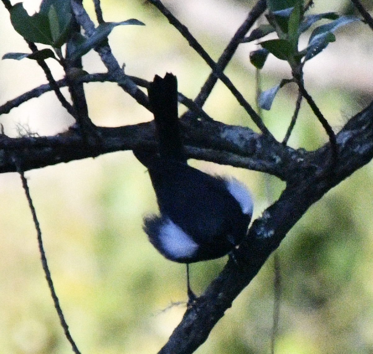 White-sided Flowerpiercer - ML638044035