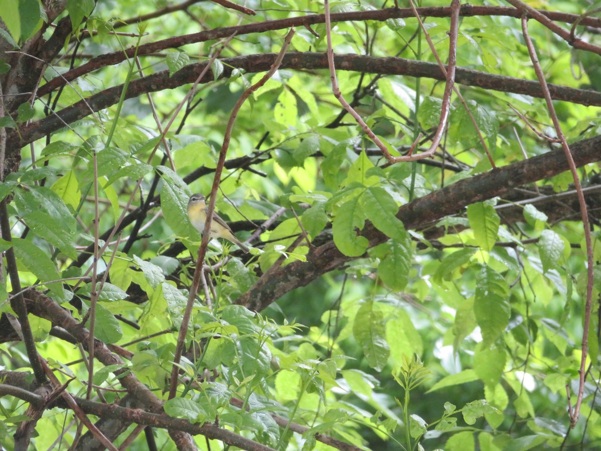 Philadelphia Vireo - ML638044105
