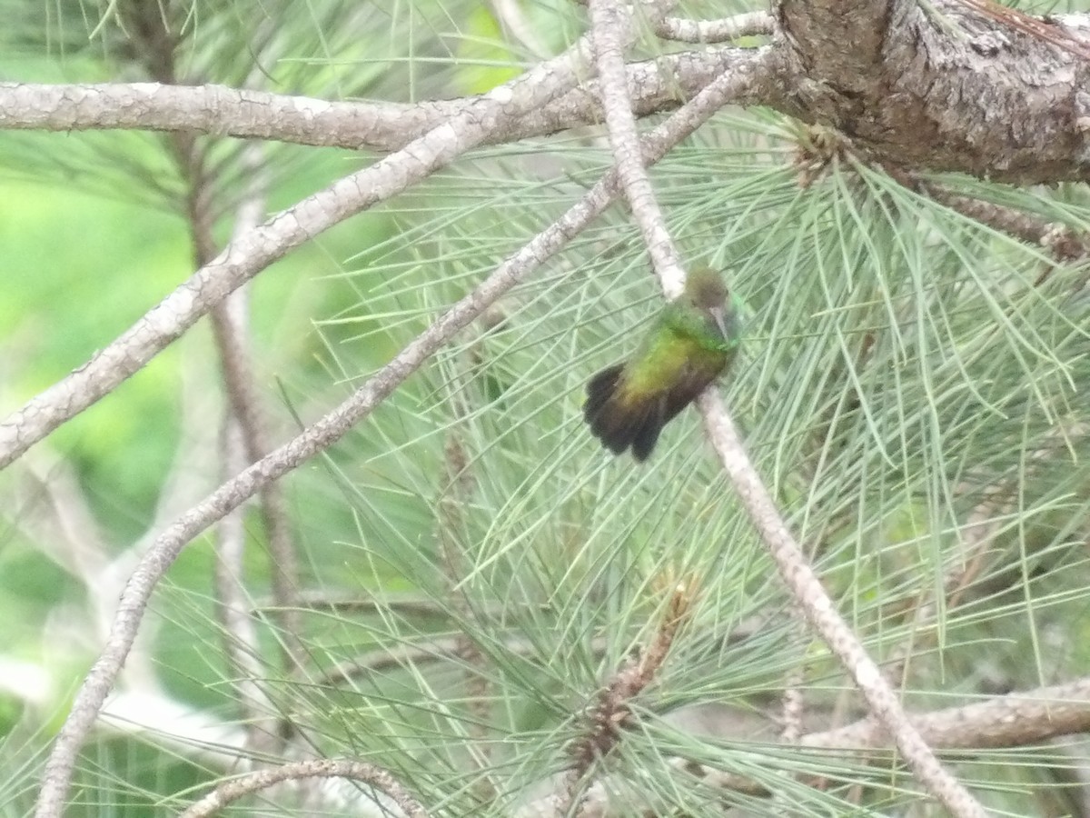 Glittering-throated Emerald - ML638044126