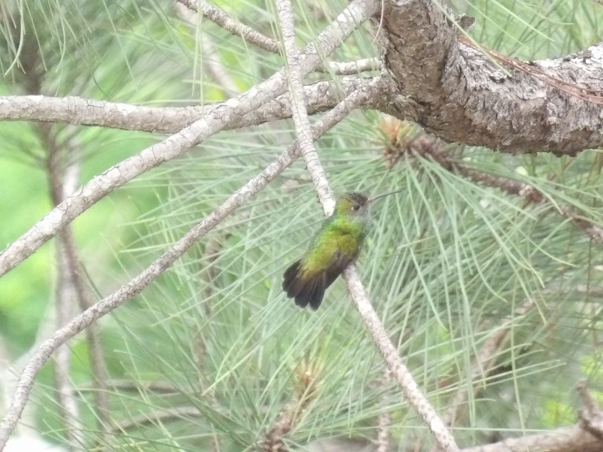 Glittering-throated Emerald - ML638044128