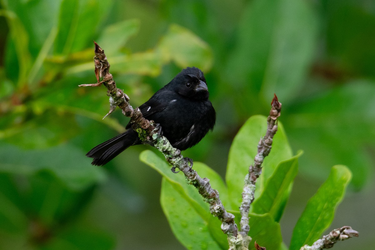 Variable Seedeater - ML638044138