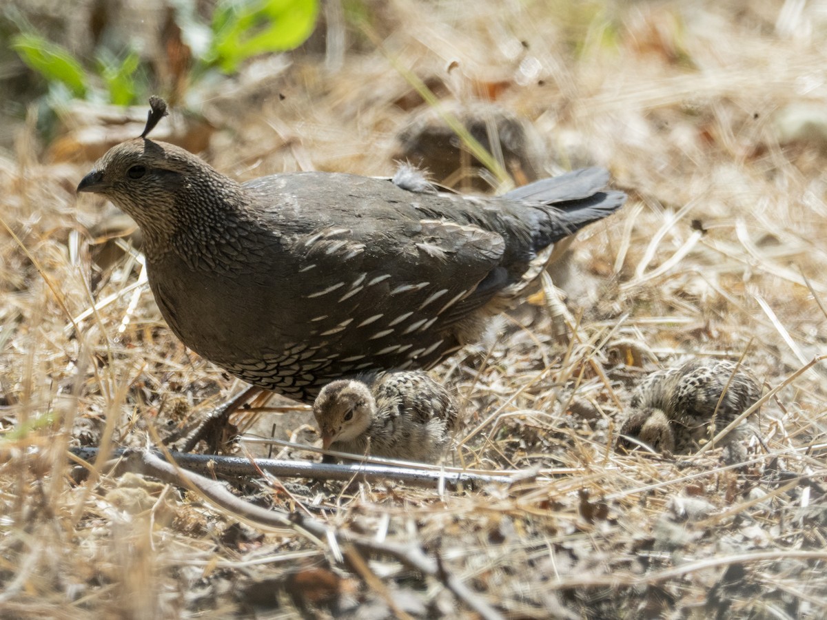 California Quail - ML638044151