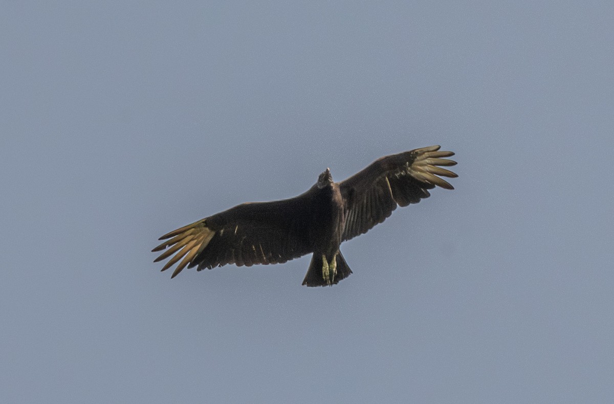 Black Vulture - ML638044152