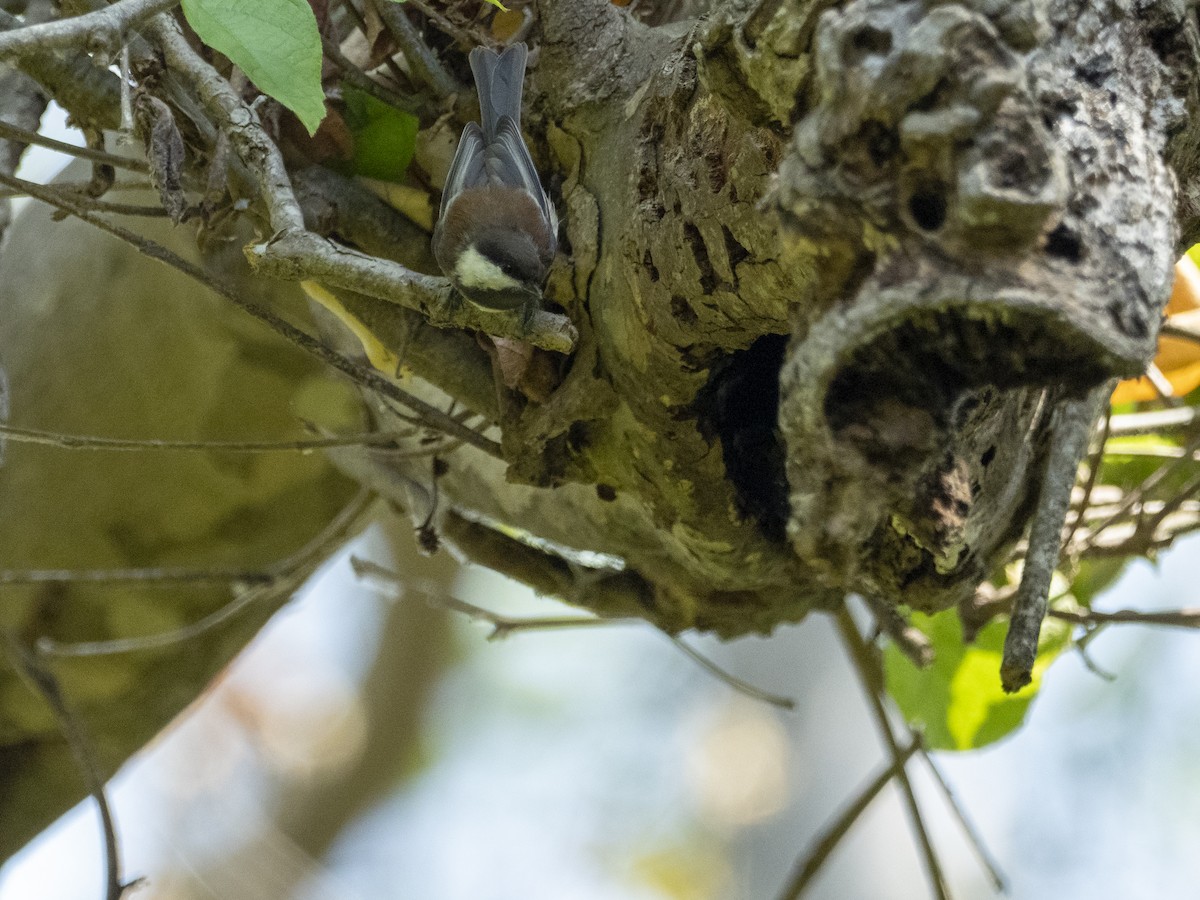 Chestnut-backed Chickadee - ML638044160