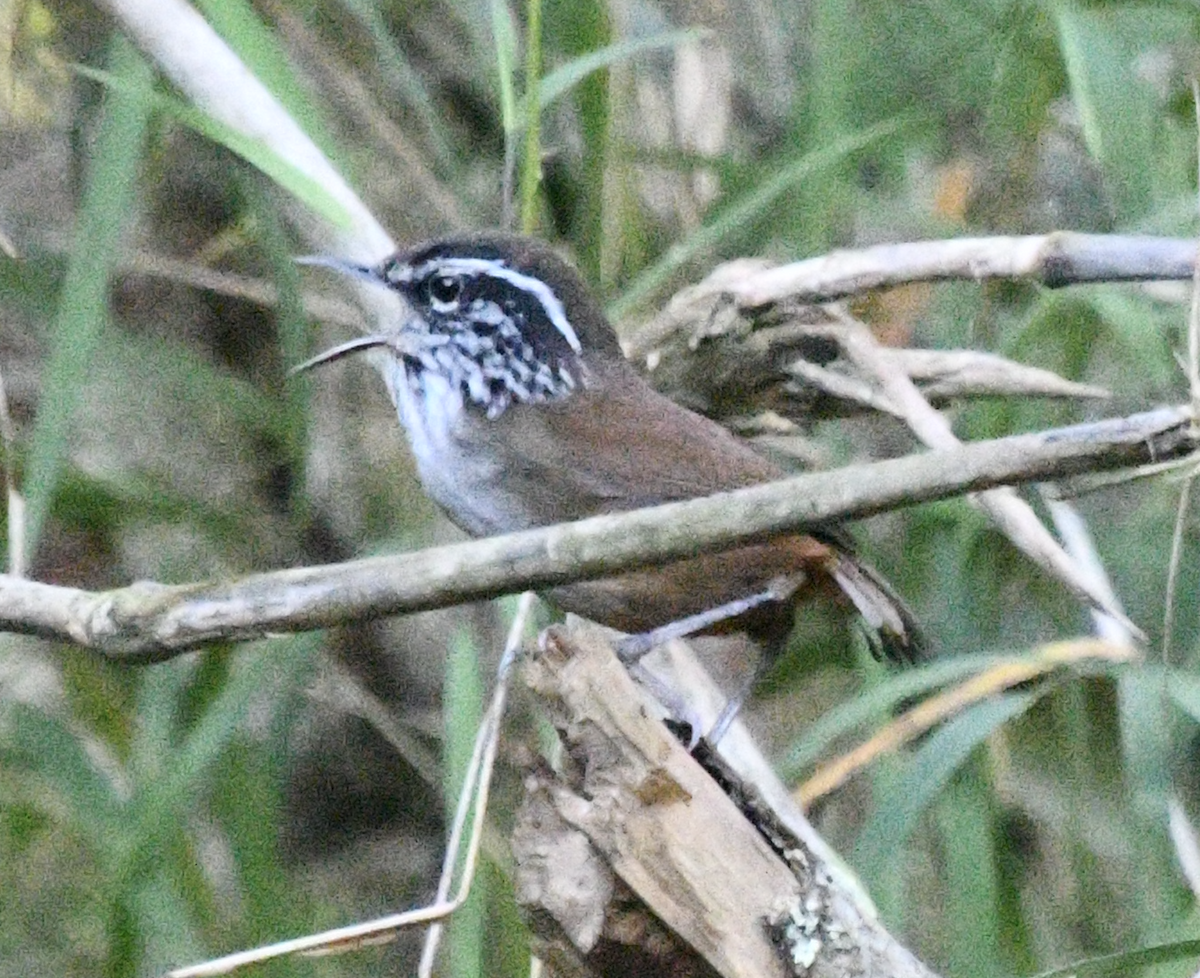 Hermit Wood-Wren - ML638044182