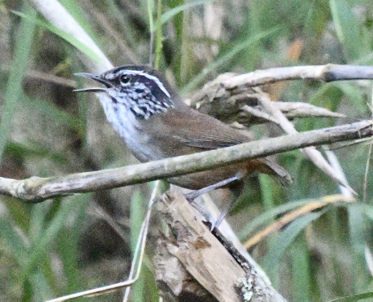 Hermit Wood-Wren - ML638044184