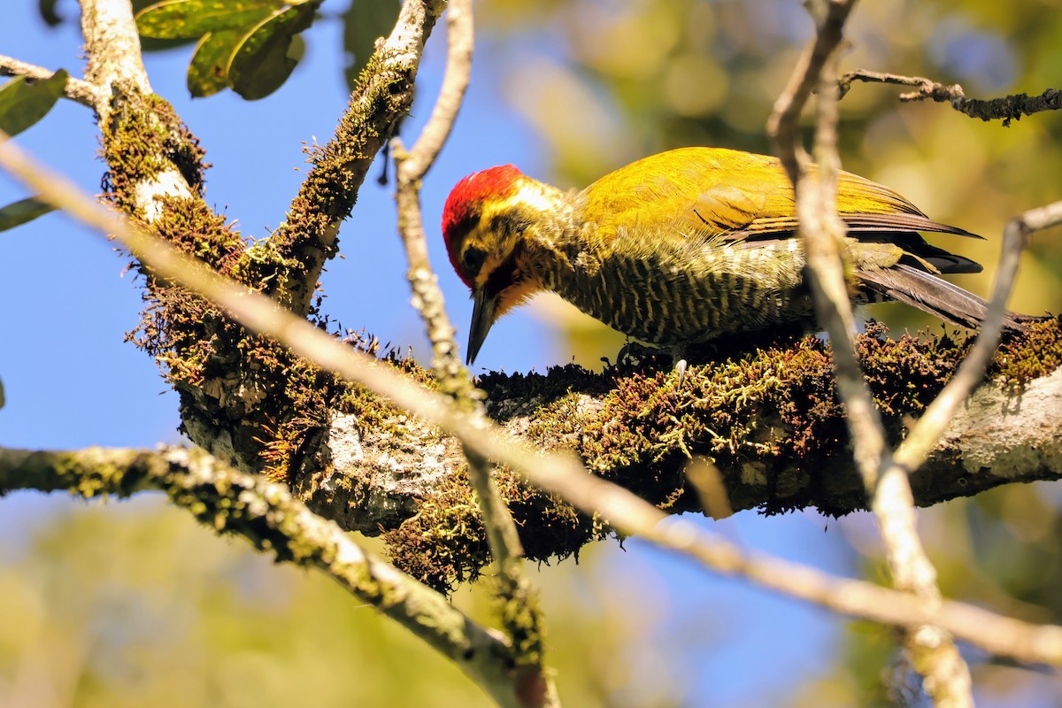 White-browed Woodpecker - ML638044186