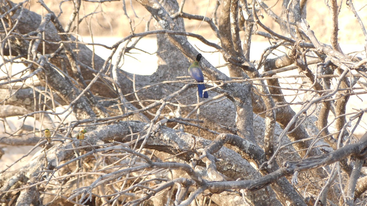 Purple-crested Turaco - ML638044219