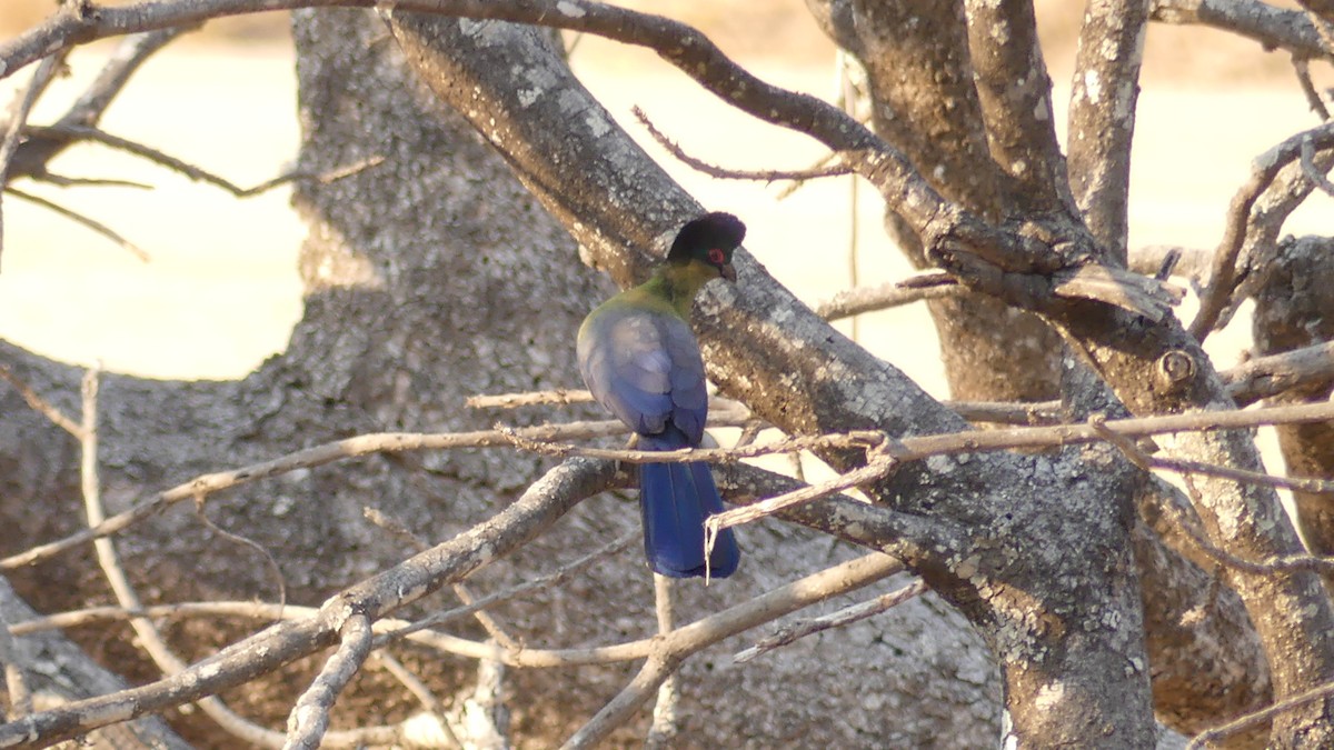 Purple-crested Turaco - ML638044220