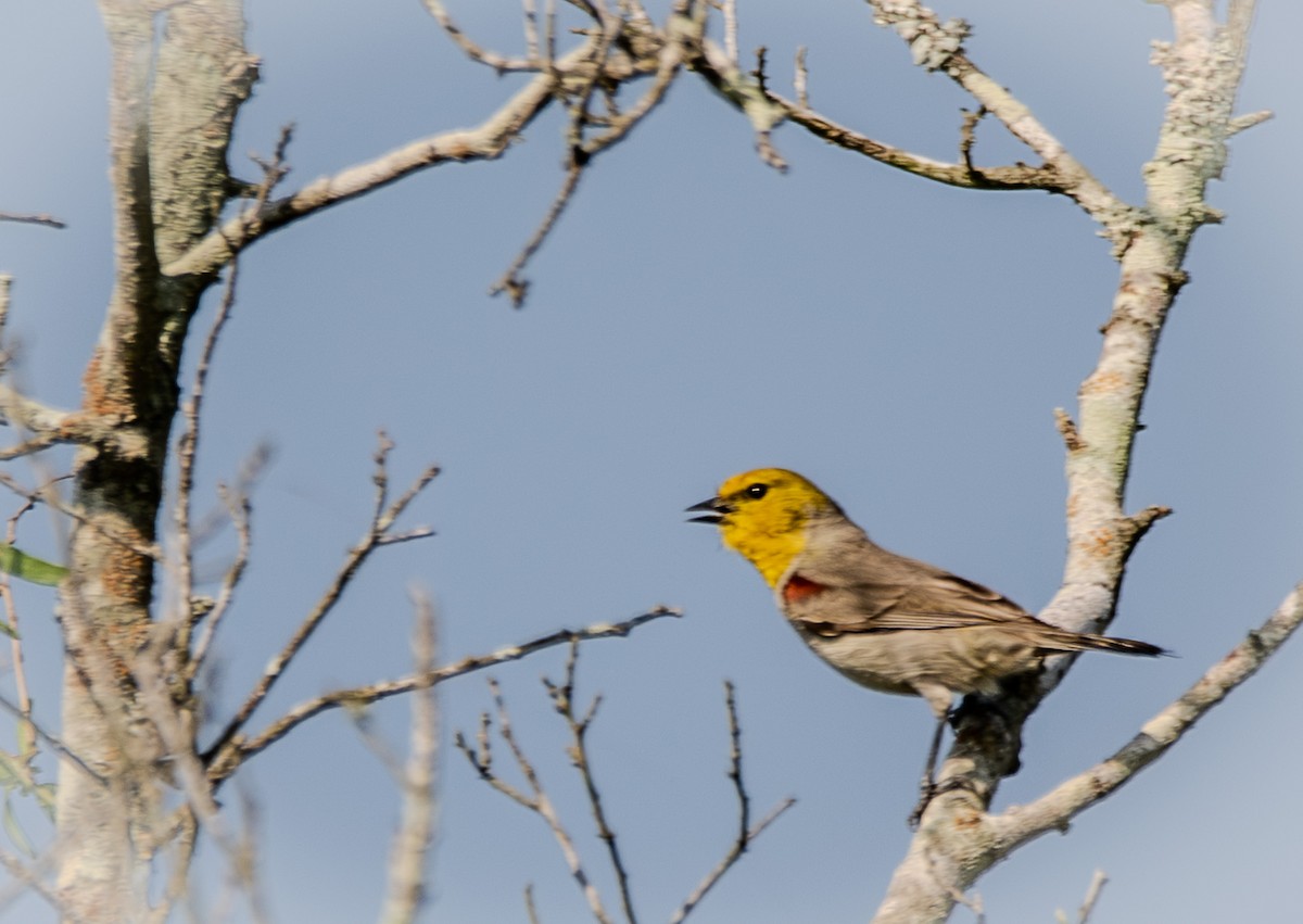 Verdin - ML638044240