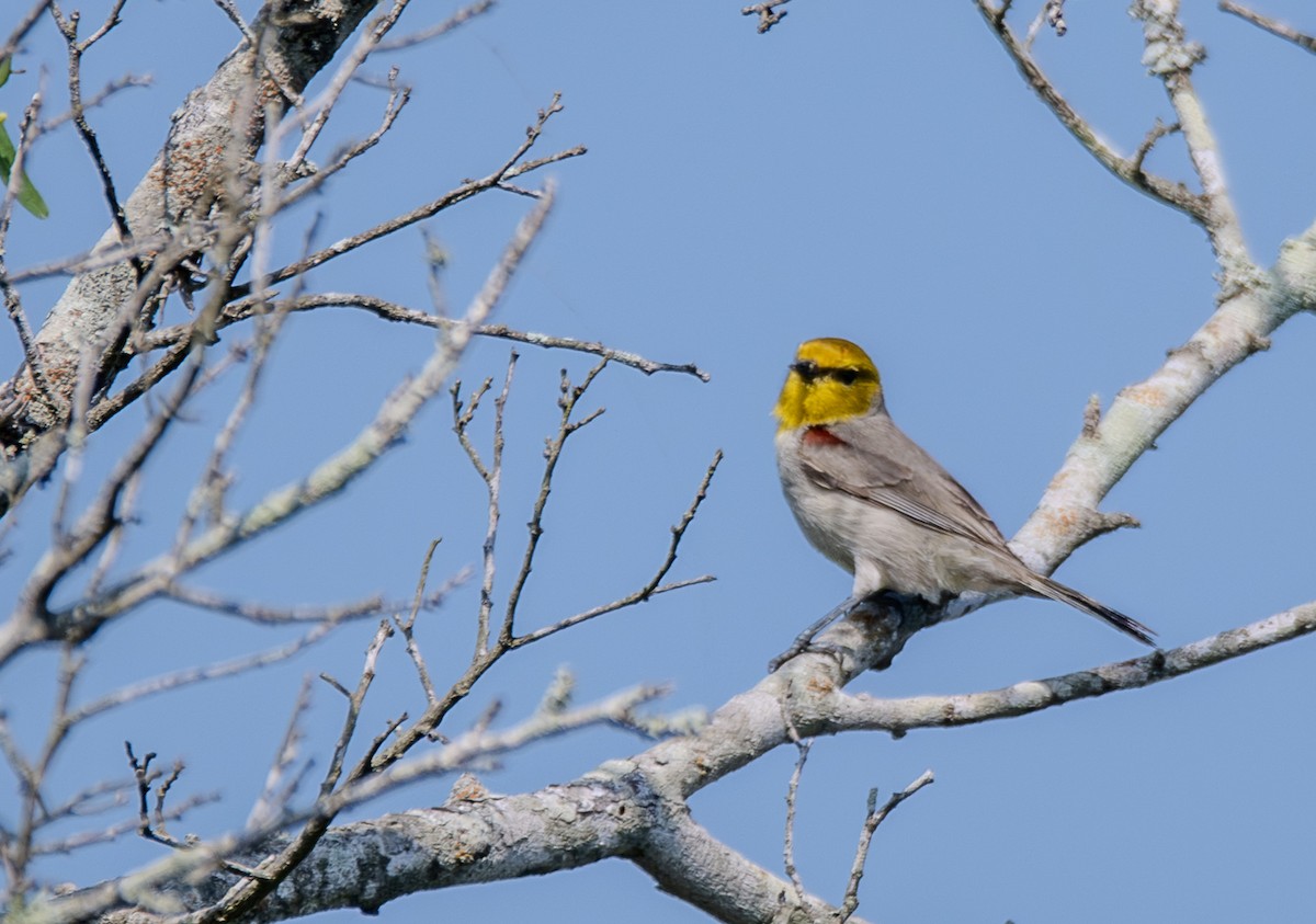 Verdin - ML638044241