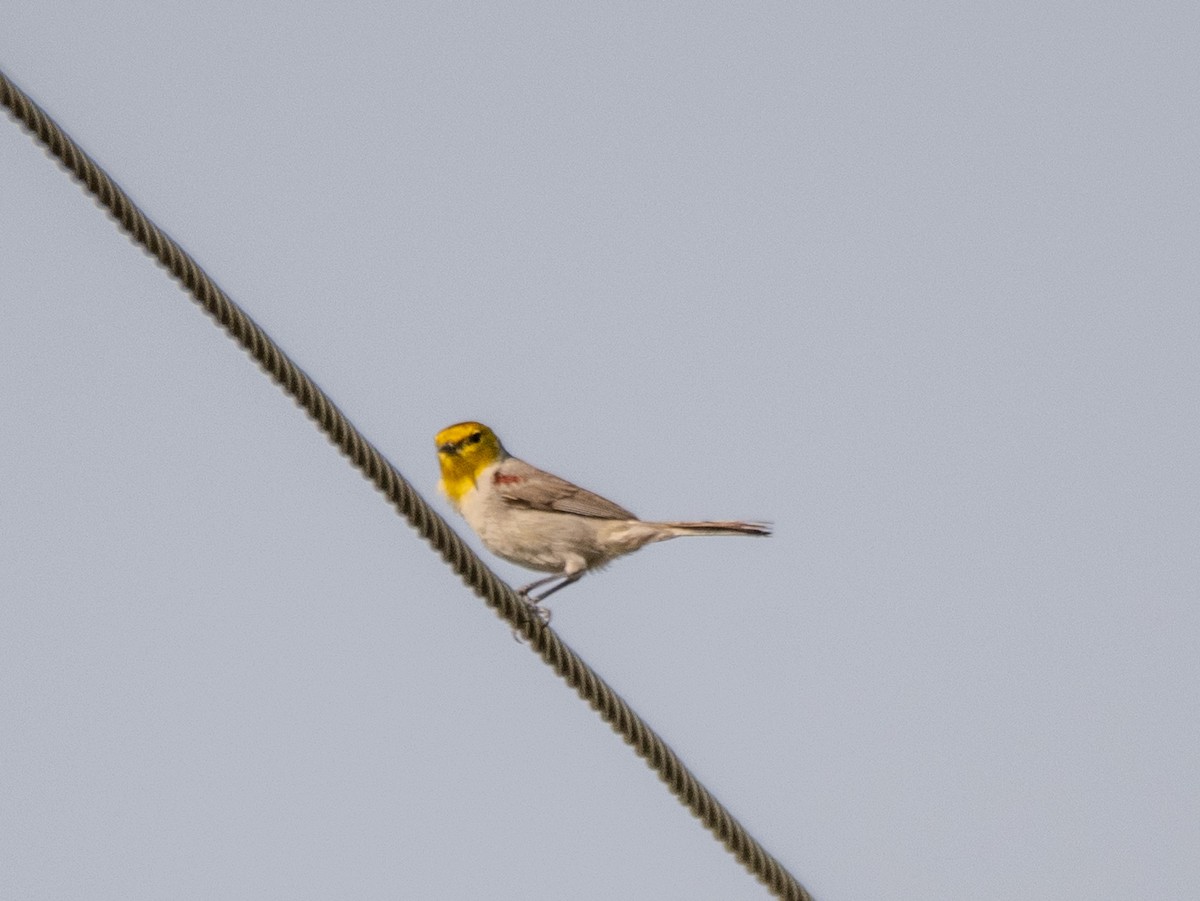Verdin - ML638044242