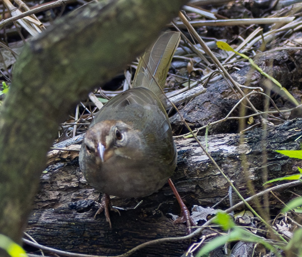 Olive Sparrow - ML638044265