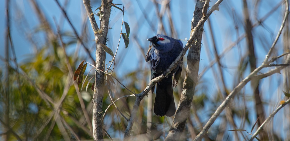 Diademed Tanager - ML638044283