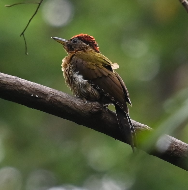 Laced Woodpecker - ML638044286