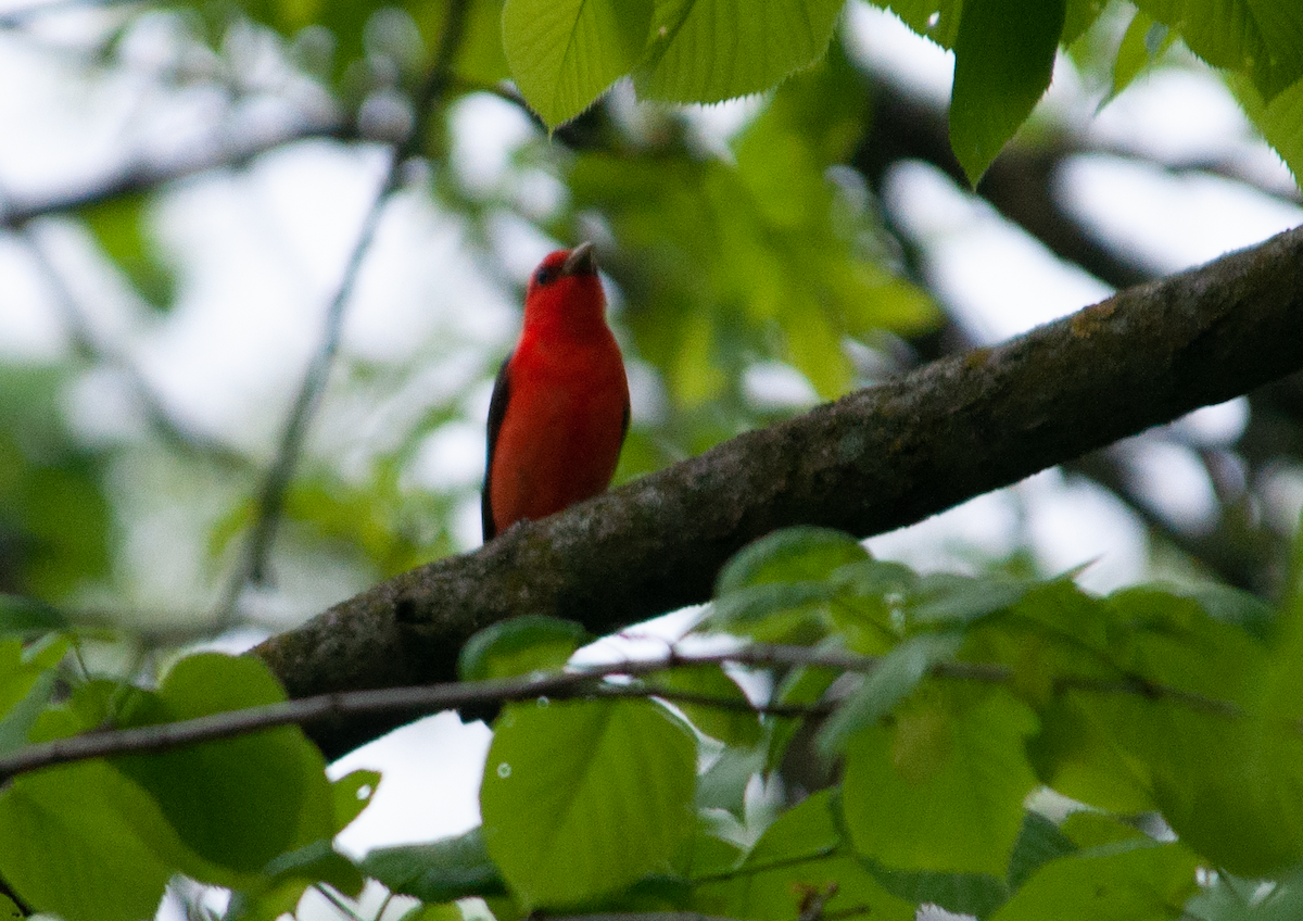 Scarlet Tanager - ML638044291