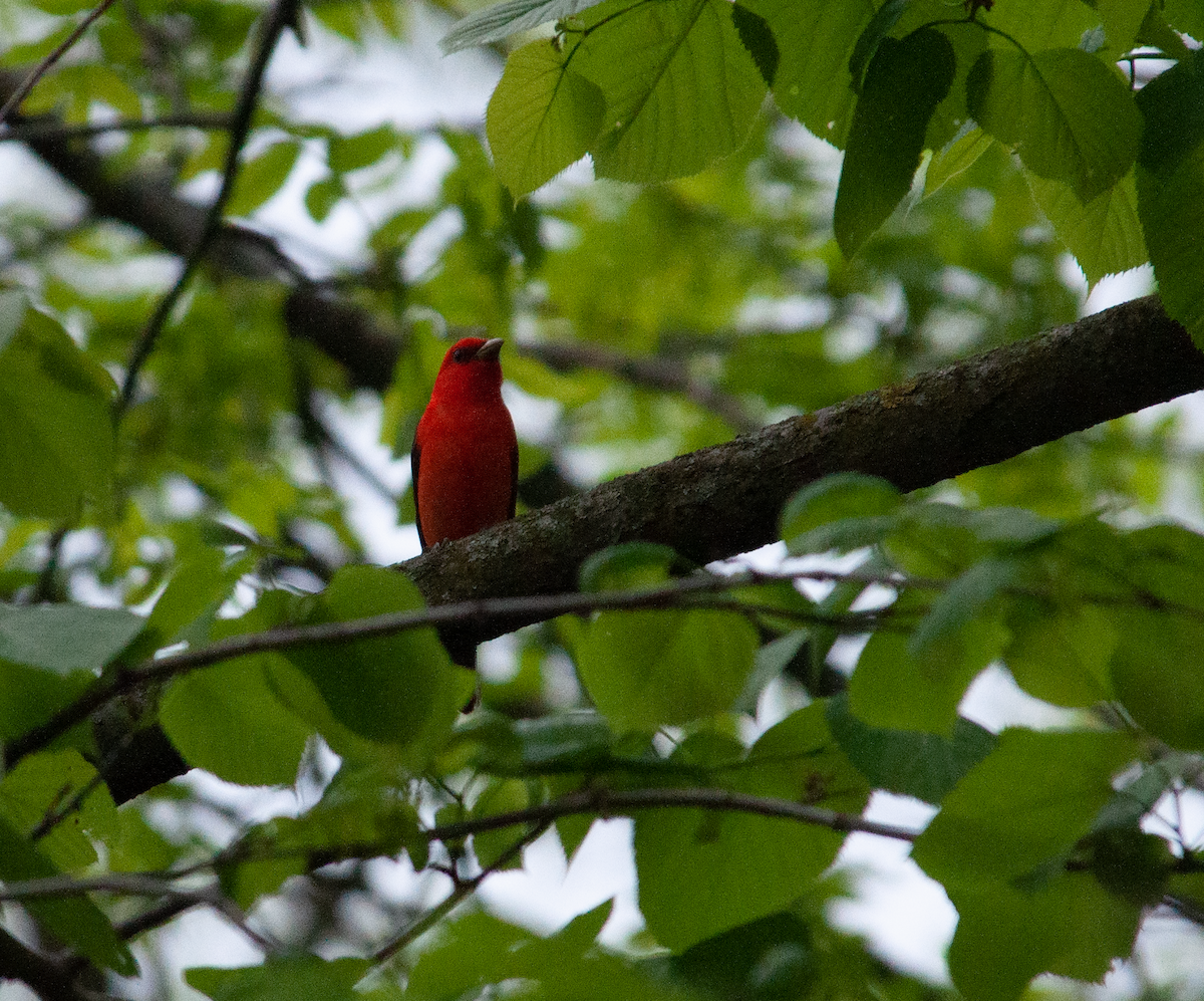 Scarlet Tanager - ML638044292
